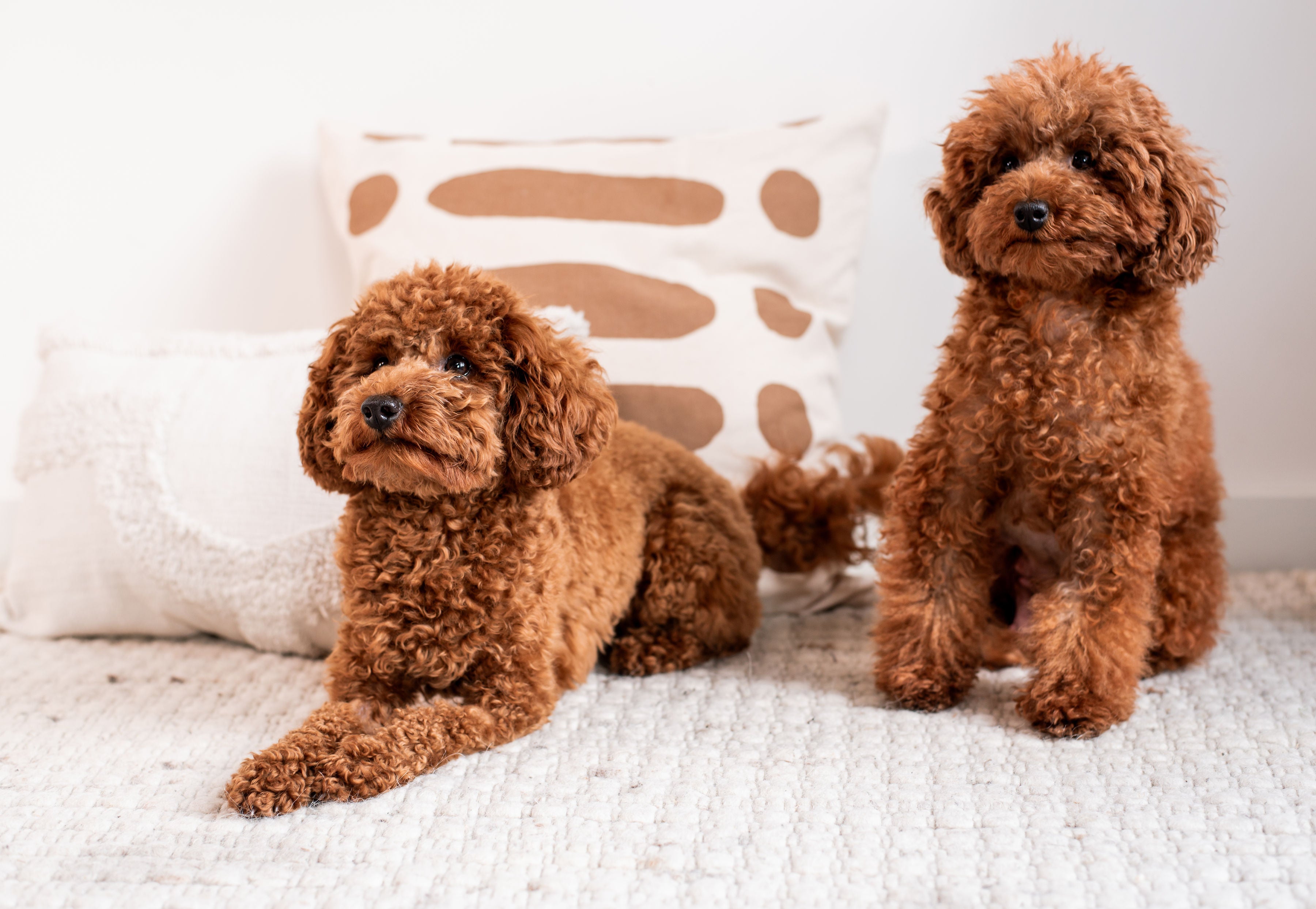 Hoe zindelijkheidstraining te starten voor je puppy (Puppy zindelijk maken)