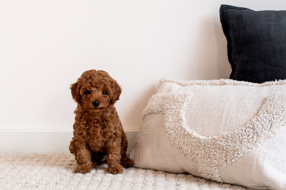 De beste puppy pads voor een probleemloze zindelijkheidstraining (Puppy Pads)